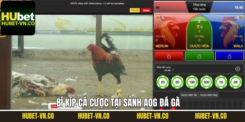 AOG Đá Gà Hubet - Sân Chơi Quy Tụ Những Chiến Kê Huyền Thoại 4 Hướng dẫn người chơi cách chinh phục sảnh AOG đá gà