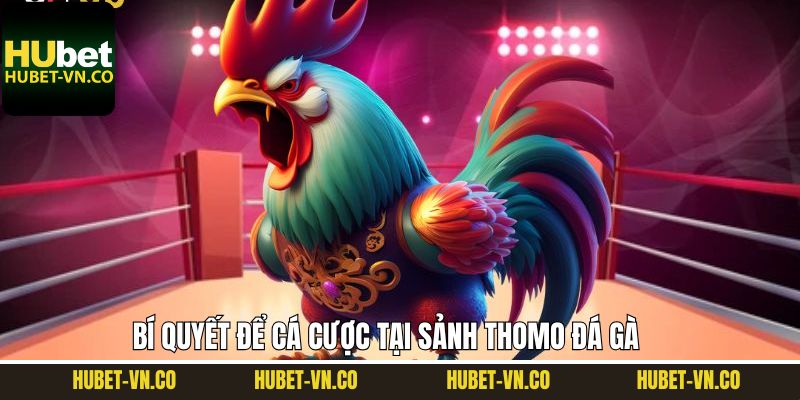 Bí quyết khi tham gia vào sảnh cược Thomo đá gà thắng lớn
