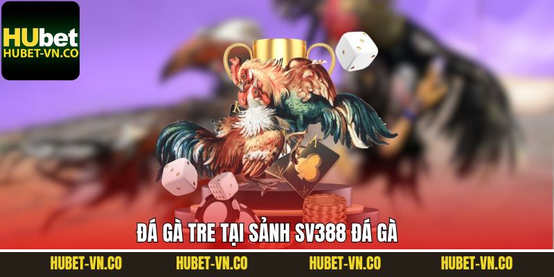 Đá gà tre – Bản sắc lâu đời, kịch tính từng trận đấu