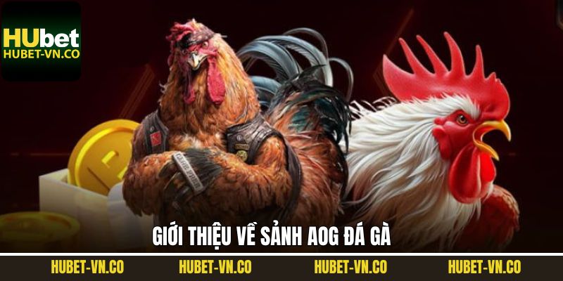 AOG Đá Gà Hubet - Sân Chơi Quy Tụ Những Chiến Kê Huyền Thoại 2 Sơ lược đôi nét về sảnh đá gà AOG