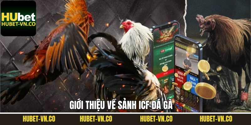 ICF Đá Gà - Trải Nghiệm Sảnh Cược Chọi Gà Hấp Dẫn Tại Hubet 2 Tìm hiểu về sảnh cược ICF đá gà hấp dẫn