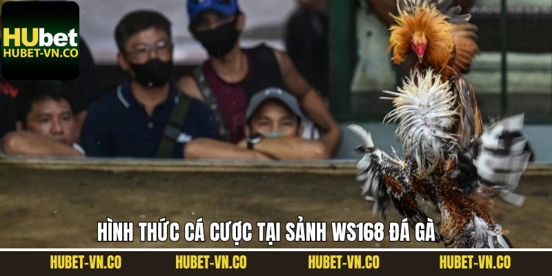 Ws168 Đá Gà - Sân Chơi Giải Trí Top 1 Tại Nhà Cái Hubet 4 Ws168 đá gà mang đến đa dạng hình thức giải trí