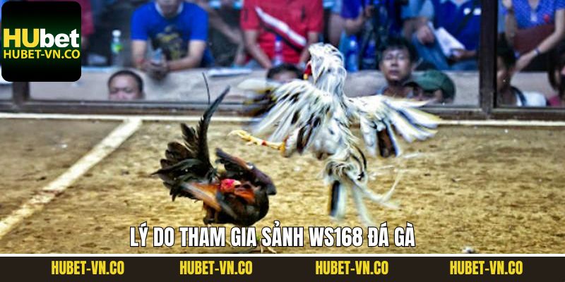 Ws168 Đá Gà - Sân Chơi Giải Trí Top 1 Tại Nhà Cái Hubet 3 Lý do người chơi yêu thích sảnh đá gà Ws168