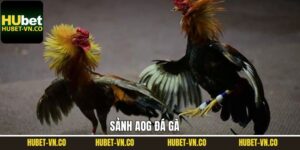 AOG Đá Gà Hubet - Sân Chơi Quy Tụ Những Chiến Kê Huyền Thoại