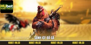 ICF Đá Gà - Trải Nghiệm Sảnh Cược Chọi Gà Hấp Dẫn Tại Hubet