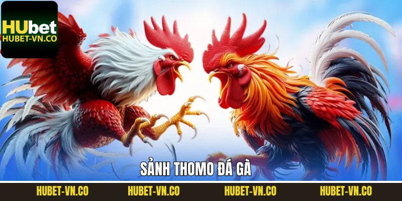 Thomo Đá Gà - Sảnh Giải Trí Chiến Kê Cá Cược Đỉnh Cao