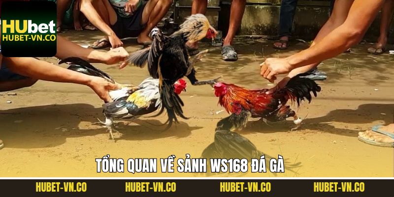 Ws168 Đá Gà - Sân Chơi Giải Trí Top 1 Tại Nhà Cái Hubet 2 Điểm qua về sảnh Ws168 đá gà nổi tiếng