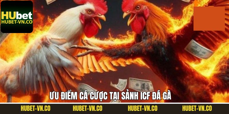 ICF Đá Gà - Trải Nghiệm Sảnh Cược Chọi Gà Hấp Dẫn Tại Hubet 4 Các ưu điểm nổi trội khi tham gia vào sảnh ICF đá gà