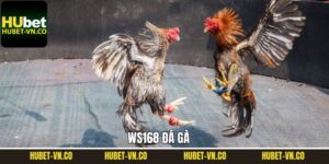 Ws168 Đá Gà - Sân Chơi Giải Trí Top 1 Tại Nhà Cá Hubet