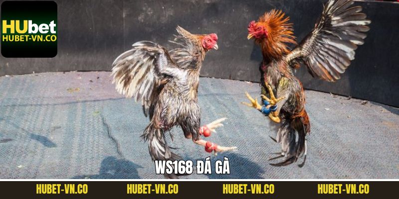 Ws168 Đá Gà - Sân Chơi Giải Trí Top 1 Tại Nhà Cái Hubet 1 Ws168 Đá Gà - Sân Chơi Giải Trí Top 1 Tại Nhà Cá Hubet
